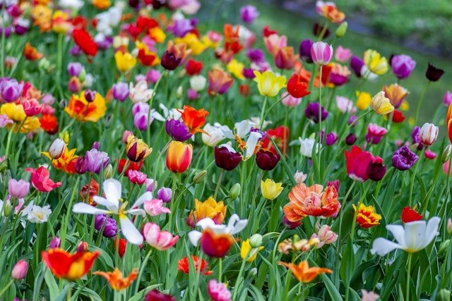 Spring